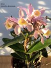 Cattleya Venosa (loddigesii X forbesii)